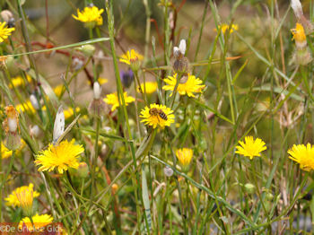Bijen en vlinders op bloemen (Kreta) - Foto van https://www.grieksegids.nl/fotos/grieksegidsinfo-fotos/albums/userpics/10001/normal_vlinder-bij-kretajpg.jpg