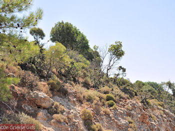 Rhodos natuur (Vlindervallei Rhodos) - Foto van https://www.grieksegids.nl/fotos/grieksegidsinfo-fotos/albums/userpics/10001/normal_vlindervallei-rhodos-02.jpg