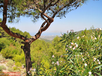 Groene omgeving Petaloudes (Vlindervallei Rhodos) - Foto van https://www.grieksegids.nl/fotos/grieksegidsinfo-fotos/albums/userpics/10001/normal_vlindervallei-rhodos-03.jpg