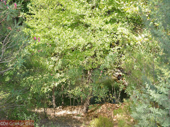 De groene, waterrijke vallei Petaloudes (Vlindervallei Rhodos) - Foto van https://www.grieksegids.nl/fotos/grieksegidsinfo-fotos/albums/userpics/10001/normal_vlindervallei-rhodos-06.jpg