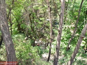 Het Petaloudes bos (Vlindervallei Rhodos) - Foto van https://www.grieksegids.nl/fotos/grieksegidsinfo-fotos/albums/userpics/10001/normal_vlindervallei-rhodos-13.jpg
