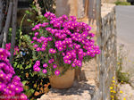 GriechenlandWeb.de Magentakleurige bloemen in Skaleta - Foto GriechenlandWeb.de