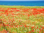 Prachtige bloemen uit Kreta - Foto van De Griekse Gids