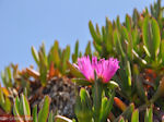 GriechenlandWeb.de Mooie paarse bloem in Skaleta - Foto GriechenlandWeb.de