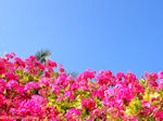 Mooie bloemen uit Kreta - Foto van De Griekse Gids