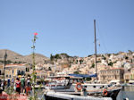 Eenzame bloem - Eiland Symi - Foto van De Griekse Gids