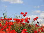 Mooie foto van Klaprozen-Papavers Kreta - Foto van De Griekse Gids