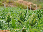 GriechenlandWeb.de Kretenzische tuin met aubergines - Foto GriechenlandWeb.de