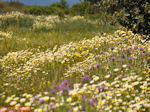 Bloemenpracht Kreta - Foto van De Griekse Gids