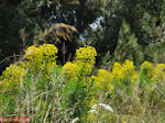 Lente in Evia,nabij Aedipos en Orei - Foto van De Griekse Gids