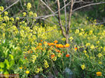 De mooie bloemen van Evia - Foto van De Griekse Gids