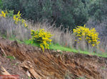 GriechenlandWeb Gele bloemen zuid Evia (bij Marmari Evia) - Foto GriechenlandWeb.de