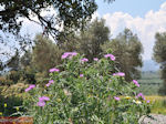 Paarse bloemen op Kreta - Foto van De Griekse Gids