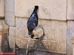 De dorstige duif - Rhodos stad - Foto van De Griekse Gids