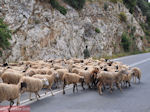 Schapen op de weg tussen Perama en Anogia - Foto van De Griekse Gids