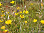 Bijen en vlinders op bloemen (Kreta) - Foto van De Griekse Gids