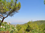 Bosrijke omgeving Rhodos (bij Vlindervallei) - Foto van De Griekse Gids