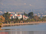 Strand met palmbomen in Eretria | Evia Griekenland - Foto van De Griekse Gids