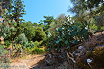 GriechenlandWeb.de Moni Theoktistis Kampos Ikaria | Avlaki Ikaria Foto 4 - Foto GriechenlandWeb.de