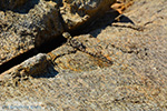 GriechenlandWeb.de Nas Ikaria | Griechenland | Foto 8 - Foto GriechenlandWeb.de