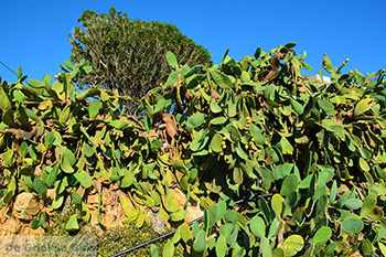 Armenistis Ikaria | Griekenland | Foto 18 - Foto van https://www.grieksegids.nl/fotos/ikaria/normaal/armenistis-ikaria-018.jpg