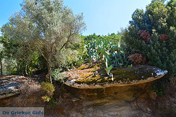 Moni Theoktistis bij Kampos Ikaria | Avlaki Ikaria Foto 2 - Foto van https://www.grieksegids.nl/fotos/ikaria/normaal/moni-theoktistis-ikaria-002.jpg