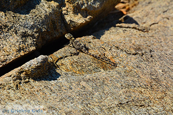 Nas Ikaria | Griekenland | Foto 8 - Foto van https://www.grieksegids.nl/fotos/ikaria/normaal/nas-ikaria-008.jpg