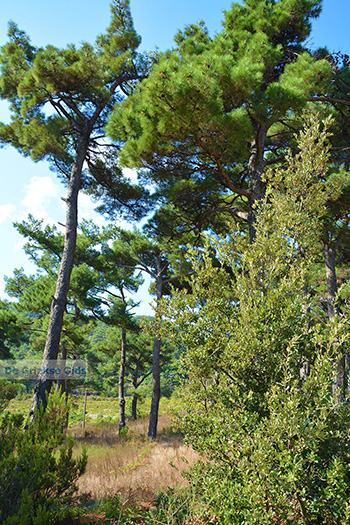 Berggebied Raches Ikaria | Griekenland | Foto 23 - Foto van https://www.grieksegids.nl/fotos/ikaria/normaal/raches-ikaria-023.jpg