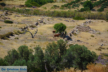 Agia Theodoti Ios - Eiland Ios - Cycladen Griekenland foto 279 - Foto van https://www.grieksegids.nl/fotos/ios/normaal/eiland-ios-279.jpg