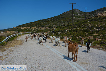 Geiten bij Agia Theodoti Ios - Psathi Ios - Cycladen foto 288 - Foto van https://www.grieksegids.nl/fotos/ios/normaal/eiland-ios-288.jpg