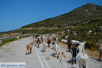 Geiten bij Agia Theodoti Ios - Psathi Ios - Cycladen foto 290 - Foto van https://www.grieksegids.nl/fotos/ios/normaal/eiland-ios-290.jpg