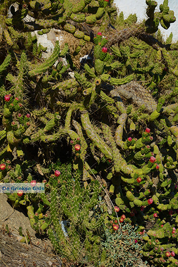 Chora Ios - Eiland Ios - Cycladen Griekenland foto 494 - Foto van https://www.grieksegids.nl/fotos/ios/normaal/eiland-ios-494.jpg