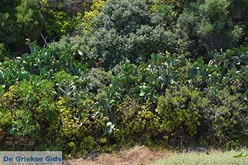 Eiland Iraklia | Cycladen | De Griekse Gids | nr 63 - Foto van https://www.grieksegids.nl/fotos/iraklia/normaal/eiland-iraklia-063.jpg