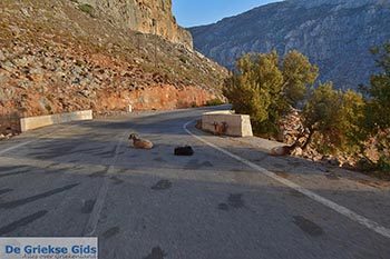 Emporios - Eiland Kalymnos -  Foto 36 - Foto van https://www.grieksegids.nl/fotos/kalymnos/emporios-kalymnos/normaal/emporios-kalymnos-036.jpg