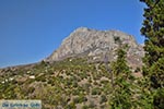 Myrties - Eiland Kalymnos -  Foto 1 - Foto van De Griekse Gids