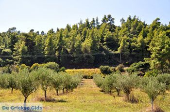 Kriopigi | Kassandra Chalkidiki | Griekenland 4 - Foto van https://www.grieksegids.nl/fotos/kassandra-chalkidiki/normaal/kassandra-chalkidiki-026.jpg