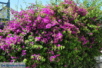 Paliouri | Kassandra Chalkidiki | Griekenland 2 - Foto van https://www.grieksegids.nl/fotos/kassandra-chalkidiki/normaal/kassandra-chalkidiki-124.jpg