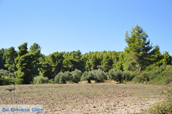van Paliouri naar Aghia Paraskevi | Kassandra Chalkidiki | Griekenland 1 - Foto van https://www.grieksegids.nl/fotos/kassandra-chalkidiki/normaal/kassandra-chalkidiki-132.jpg