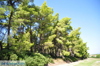 Sani | Kassandra Chalkidiki | Griekenland 2 - Foto van https://www.grieksegids.nl/fotos/kassandra-chalkidiki/normaal/kassandra-chalkidiki-326.jpg