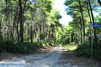 Sani | Kassandra Chalkidiki | Griekenland 7 - Foto van https://www.grieksegids.nl/fotos/kassandra-chalkidiki/normaal/kassandra-chalkidiki-331.jpg