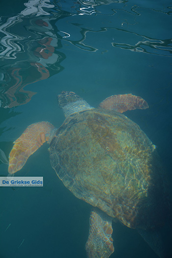 Megisti Kastelorizo - Eiland Kastelorizo Dodecanese - Foto 74 - Foto van https://www.grieksegids.nl/fotos/kastelorizo/350/eiland-kastelorizo-074.jpg