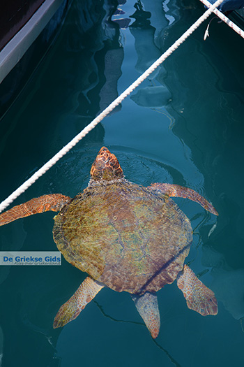 Megisti Kastelorizo - Eiland Kastelorizo Dodecanese - Foto 76 - Foto van https://www.grieksegids.nl/fotos/kastelorizo/350/eiland-kastelorizo-076.jpg