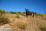 Onderweg van Pera Meria naar Kato Meria | Kea (Tzia) Foto 3 - Foto van De Griekse Gids