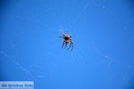 Grote spin op bergpad naar Karthaia | Kato Meria | Kea (Tzia) 17 - Foto van De Griekse Gids
