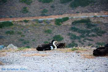 Eend bij Panagia Kastriani ten oosten van Otzias | Kea (Tzia) foto 28 - Foto van https://www.grieksegids.nl/fotos/kea-tzia/normaal/kea-tzia-griekenland-155.jpg