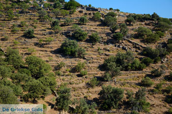 Pera Meria | Overal eikenbomen | Kea (Tzia) - Foto van https://www.grieksegids.nl/fotos/kea-tzia/normaal/kea-tzia-griekenland-201.jpg