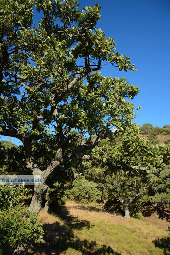 Pera Meria | Overal eikenbomen | Kea (Tzia) foto 2 - Foto van https://www.grieksegids.nl/fotos/kea-tzia/normaal/kea-tzia-griekenland-203.jpg