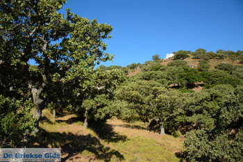 Pera Meria | Overal eikenbomen | Kea (Tzia) foto 3 - Foto van https://www.grieksegids.nl/fotos/kea-tzia/normaal/kea-tzia-griekenland-204.jpg