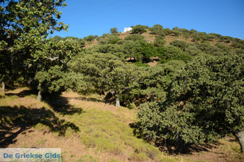 Pera Meria | Overal eikenbomen | Kea (Tzia) foto 4 - Foto van https://www.grieksegids.nl/fotos/kea-tzia/normaal/kea-tzia-griekenland-205.jpg