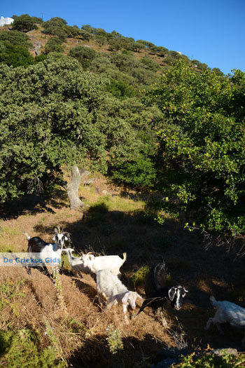 Pera Meria | Overal eikenbomen | Kea (Tzia) foto 5 - Foto van https://www.grieksegids.nl/fotos/kea-tzia/normaal/kea-tzia-griekenland-206.jpg